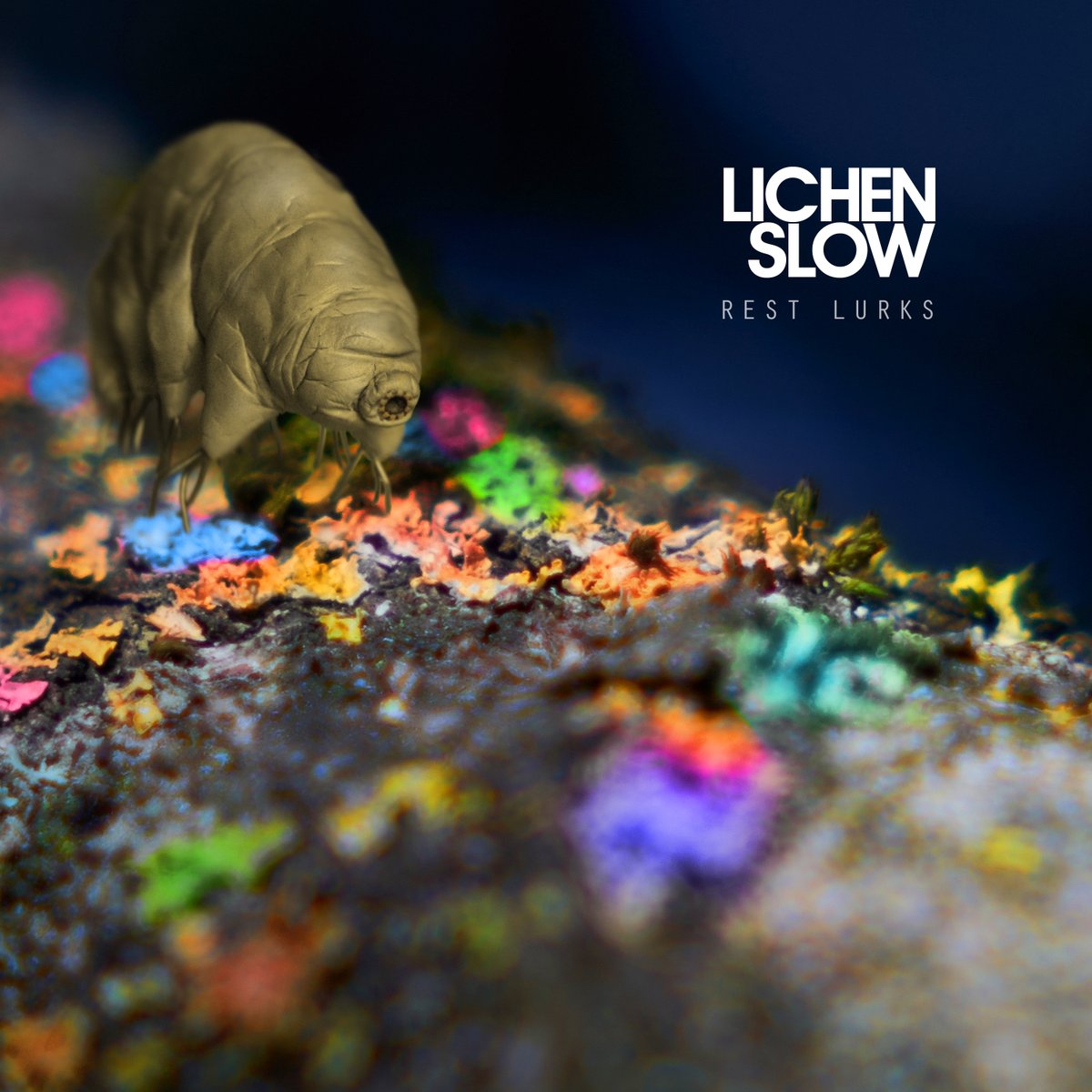 PRE-ORDER: 'Rest Lurks' by Lichen Slow

Lichen Slow is a new collaboration between Arab Strap's Malcolm Middleton and Joel Harries of 72% and Team Leader.

There's a limited signed print available for the first handful of orders.

normanrecords.com/records/195192…