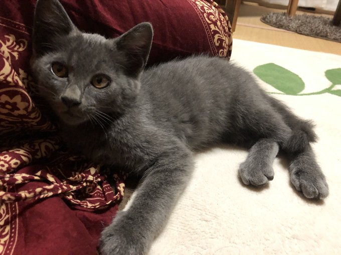 Twitterのコスプレ画像55