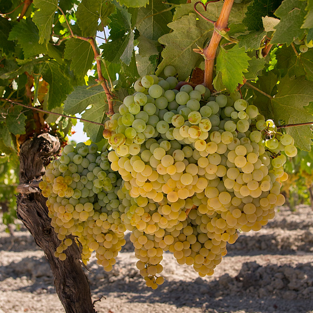 En nuestra viña El Majuelo cultivamos la uva Palomino, imprescindible en la elaboración de nuestros mejores vinos de Jerez. 

#BodegasFundador #Bodegas #Viñedo #Uva