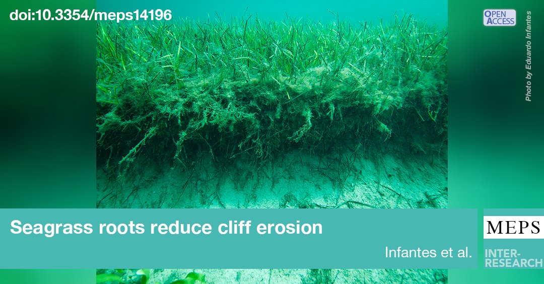 Can #Seagrass reduce #CoastalErosion? In a new study, the roots of seagrass strongly reduced cliff erosion in sandy sediments. Seagrass could be used for coastal protection. @ed_infantes #FeatureArticle
bit.ly/meps_700_1