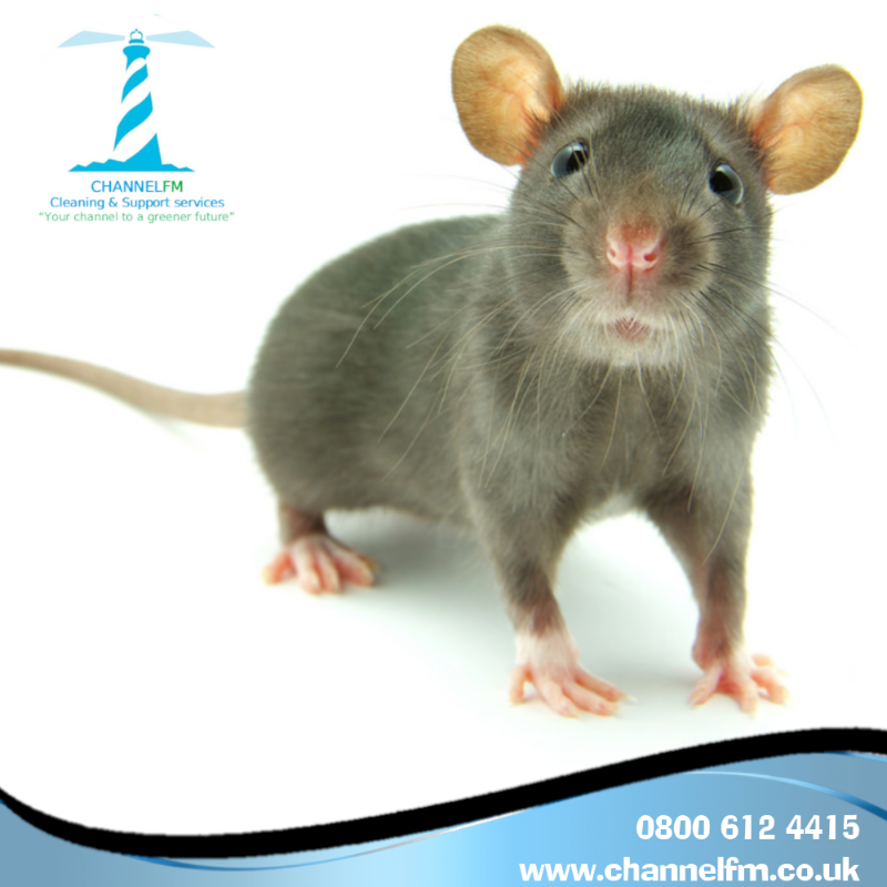 LtdCfm's tweet photo. Have you spotted any #droppings from some little #furryfriends in your #workplace?
Our specialist #commercial #pestcontrol team can get rid of your unwanted guests.

__________
🔗 https://t.co/vbJDWyDK4a
☎️ 0800 612 4415
📧 info@channelfm.co.uk
#YourChannelToAGreenerFuture
