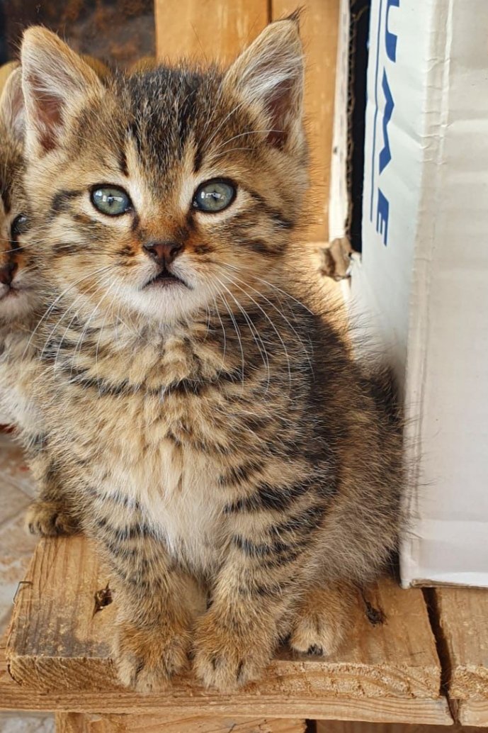 Evimizin yeni üyesi Ares yicem yicemm