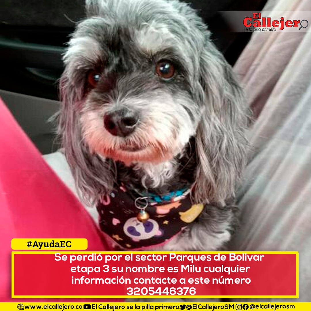 ElCallejeroSM's tweet photo. #AyudaEC Se perdió por el sector Parques de Bolivar etapa 3 responde al nombre de Milu, cualquier información contacte a este número 3205446376.
@by_vicro https://t.co/ocx1HNvzEl