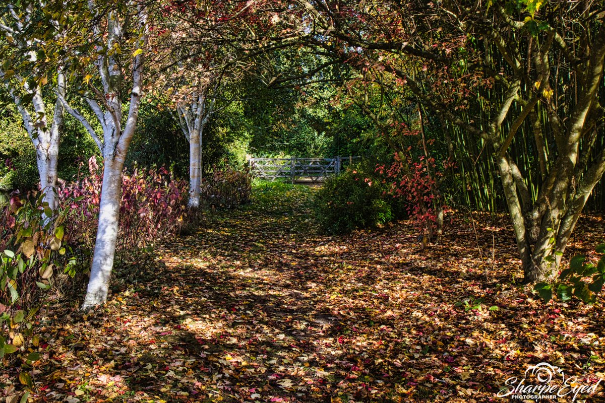 Walk in the Autumn countryside!! #AutumnVibes #Autumn #Countryside #nature #NaturePhotography #NatureBeauty #photo #photooftheday #pathway