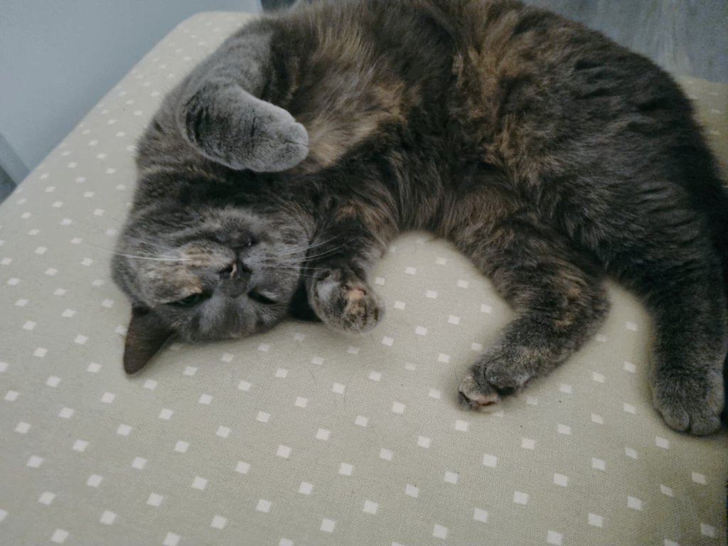 LauraBatida's tweet image. Gadse müde. Gadse schlafen.
Ich krieg Rücken, wenn ich das nur sehe!