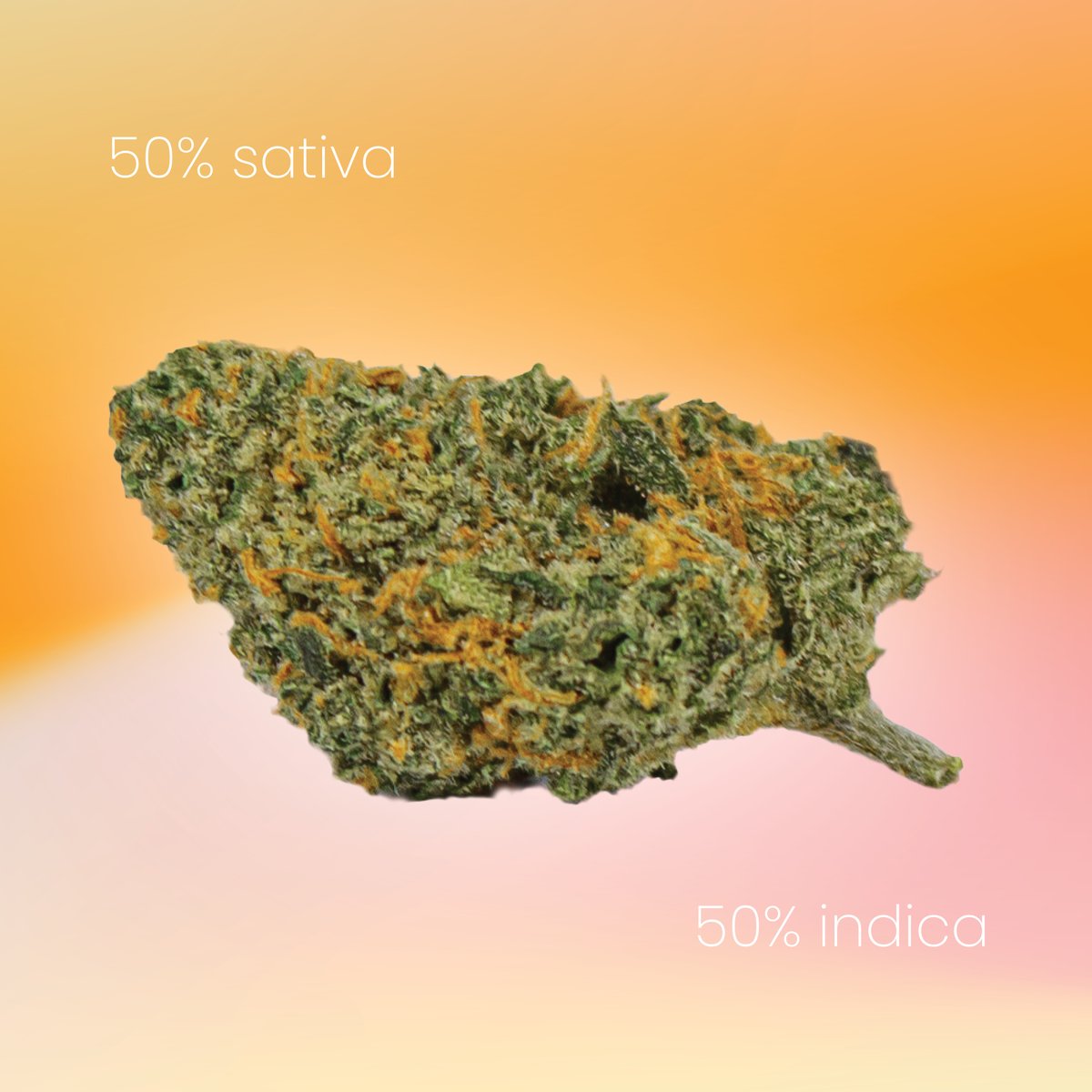 Did you know that Vertical's Sherbert Glue is (near) 50% sativa and 50% indica?! If you are looking for balance, Sherbert Glue is the strain for you!

Lineage:  Sherbet Dab x Gorilla Glue #4

#Vertical #SherbertGlue #balance #elevateyourexperience
