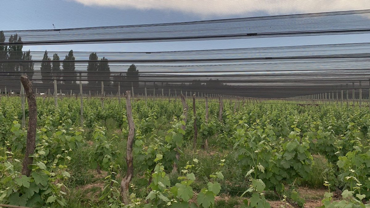 Relieved to receive word from our vineyard manager that our Versado vineyard was spared any damage as a result of two consecutive nights of freezing temperatures last week. Depending on where they are, we’ve heard of producers predicting anywhere from a 60-90% crop loss.