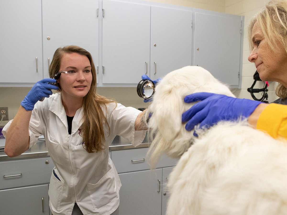 Tweet by Texas A&M VetMed