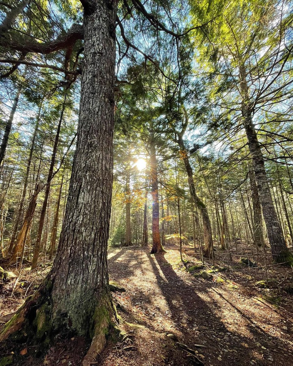 nsenvironetwork's tweet photo. Yesterday was #NatureWednesday!

This shot was captured by Kass Harris in East Bay, Nova Scotia.

Have you taken some photos of beautiful places around #NovaScotia? Share them with us at info@nsenvironmentalnetwork.com ✉️ https://t.co/4NhGNwhWvJ