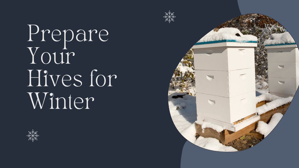 BetatecBees's tweet photo. Honeybees tips for beekeeping in winter. ❄️
🐝 Ensure you have a strong Queen.
🐝 Make sure there is enough food.
🐝 Reduce hive entrances.
🐝 Leave ventilation.
🐝 Secure your lids.
How do you prepare your bees for winter?
#honeybees #winter #beekeeping #beetips #hivetips https://t.co/ToBT0sp66b