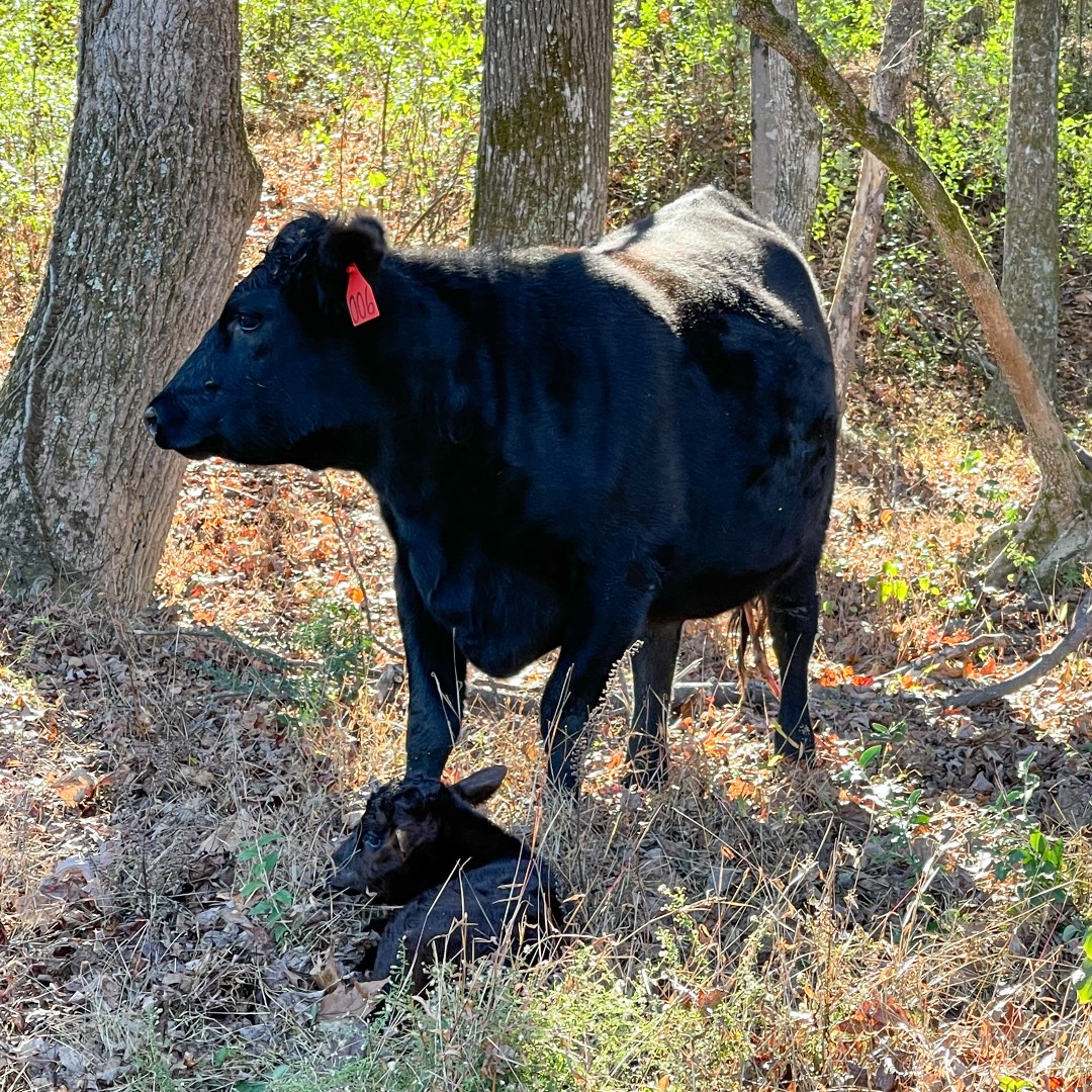 Summerfield Farms tweet media