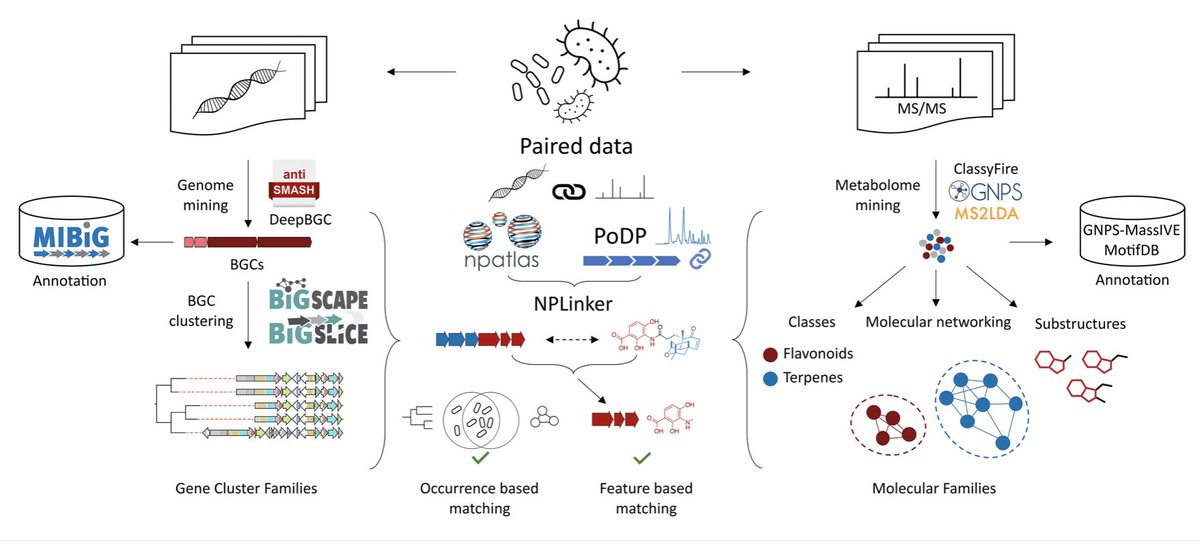We are hiring! Within the Marie-Curie ITN network MAGic-MOLFUN, <a href="/marnixmedema/">Marnix Medema</a>'s group
and our group are recruiting two PhD students!😎 We will develop new #naturalproduct metabolome and genome mining tools for integrative omics analysis! Please RT! wur.nl/en/vacancy/two…