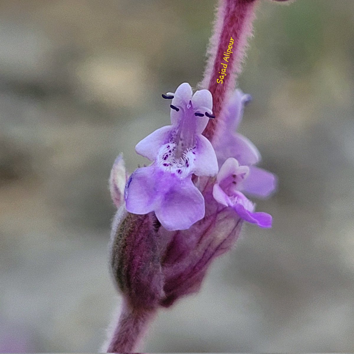 SajadAlipour98's tweet photo. Nepeta glomerulosa
Lamiaceae
Yasuj, Iran, June 2022
Altitude: 2760m
#Nepeta #Lamiaceae #botany #ecology #gardening #alpineplant #sajadalipour #seed #aromatic #perfume #beauty #photography https://t.co/6hWzFpdyFI