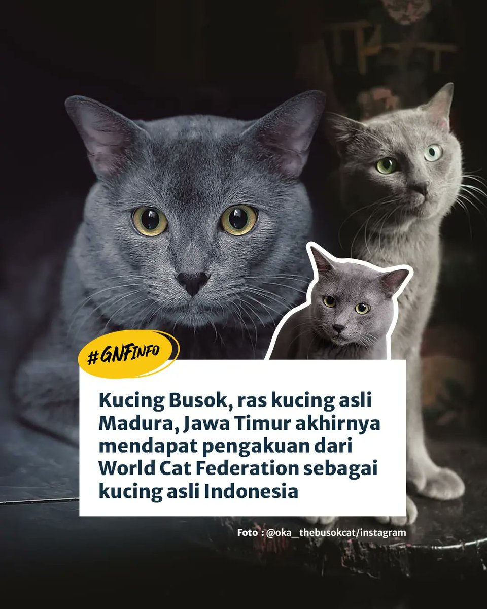 GNFI's tweet photo. Kucing Busok, ras kucing asli Madura, Jawa Timur mendapat pengakuan dari World Cat Federation

Satwa endemik yang hanya ada di Pulau Raas, Madura, Jawa Timur.

Jenis kucing ini memiliki bulu berwarna abu-abu kebiruan, mata berwarna hijau gelap, dan telinga segitiga tajam. https://t.co/uAFs0Df8xo