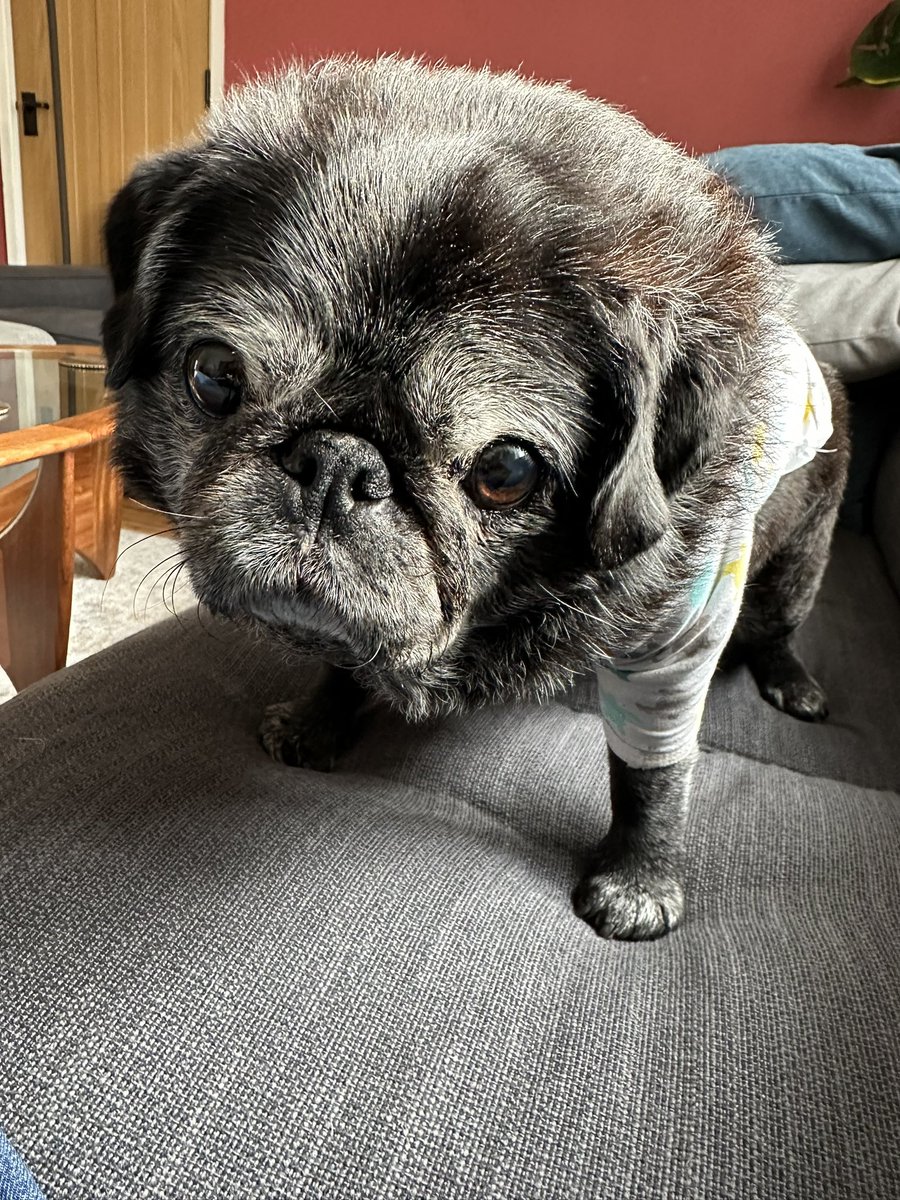HemingwayThepug's tweet photo. Yep staying in my pj’s all day 😊 https://t.co/Y4B7cwn6q2