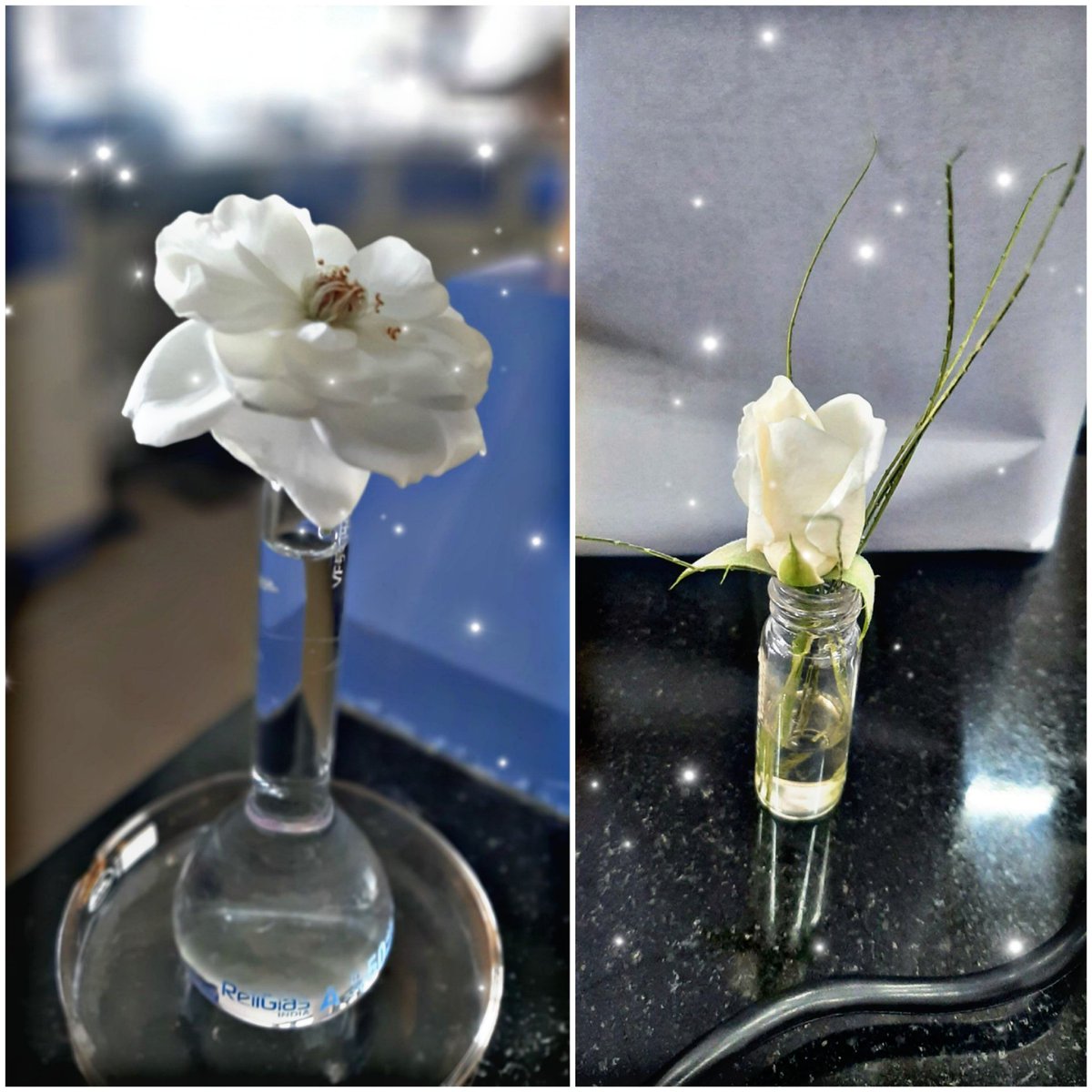 ShaziaNabi8's tweet photo. Wen u r a chemist but a nature lover too...
#Phdchemist
#bringingnaturetolab 
#Calmness
#chemistryweek https://t.co/HCw3XgGZNQ