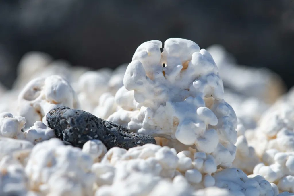 Las «palomitas» de playa, claves para la biodiversidad y en riesgo por el saqueo que sufren efe.com/canarias/las-p… 
<a href="/IGME1849/">Instituto Geológico y Minero de España</a>