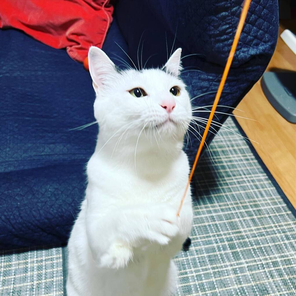 heikuro's tweet photo. この紐を噛み切りたい
#ねこのきもち  #ねこすたぐらむ #猫のいる暮らし https://t.co/7qy3oGTY1l https://t.co/zAi2ahYMHC