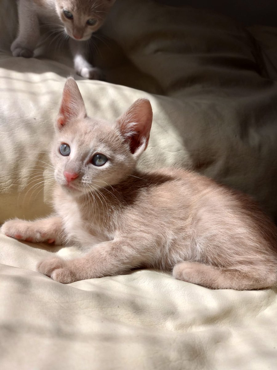 Bebito en adopción responsable 😻

SI QUERÉS ADOPTARLO ESCRIBINOS A gatoscordoba@gmail.com ❤️