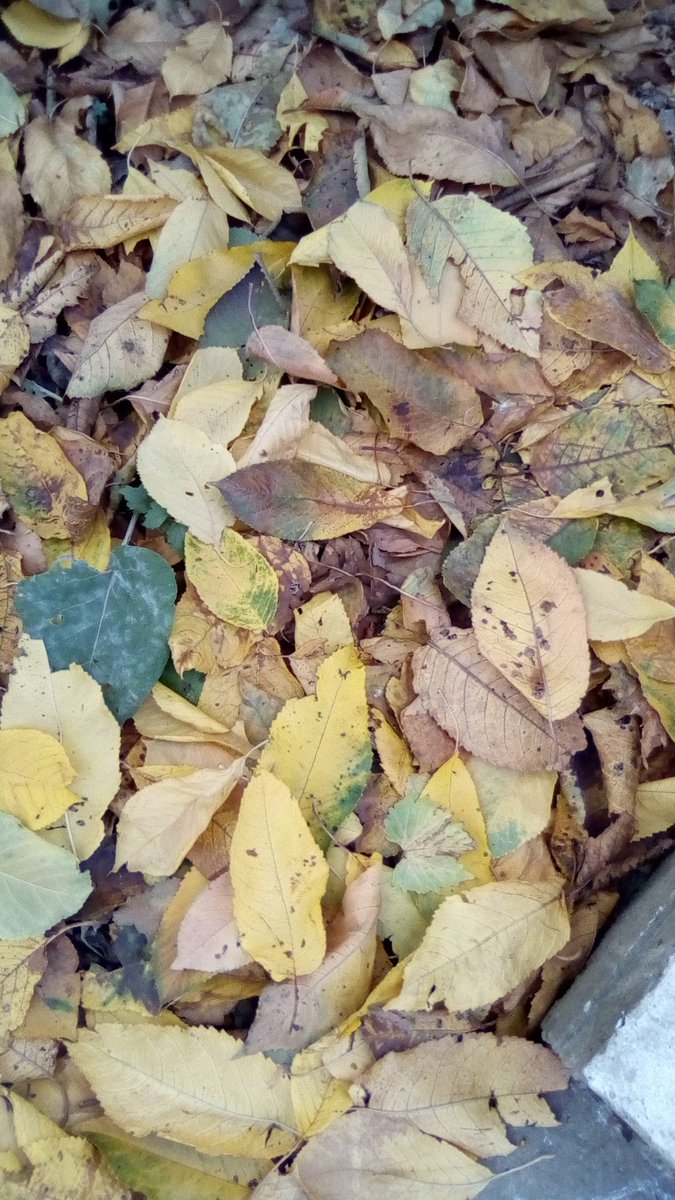 vasy13ionela's tweet photo. #20221114 , #Cherrytree , #trees , #leaves , #fallingleaves , #yellowleaves , #rustyleaves , #yellow , #rusty , #green , #sky , #blue , #sunnyday , #autumn , #fall , #nature #π± #πΈ #π· #π #π #π #βοΈ #π https://t.co/NVDqSnXHCD