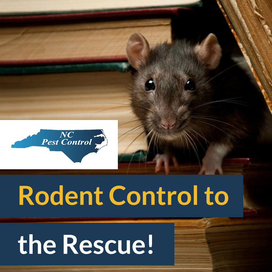 Mice can be destructive, chewing on wires, gnawing on building materials, etc. On top of this, they also carry diseases and attract smaller pests! If your home has a mice problem, contact us at NC Pest Control today about our rodent control services. ow.ly/sJm150LvHq1