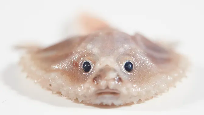 3CatInfo's tweet photo. Així són les noves espècies de peixos descobertes en aigües inexplorades d'Austràlia
https://t.co/2qiPcjcrSD https://t.co/CnnBrXgHQV