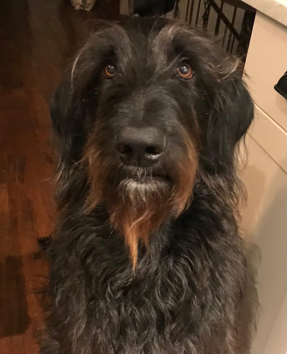 I’m jealous of Barney’s beard. #switchbeard #beardenvy