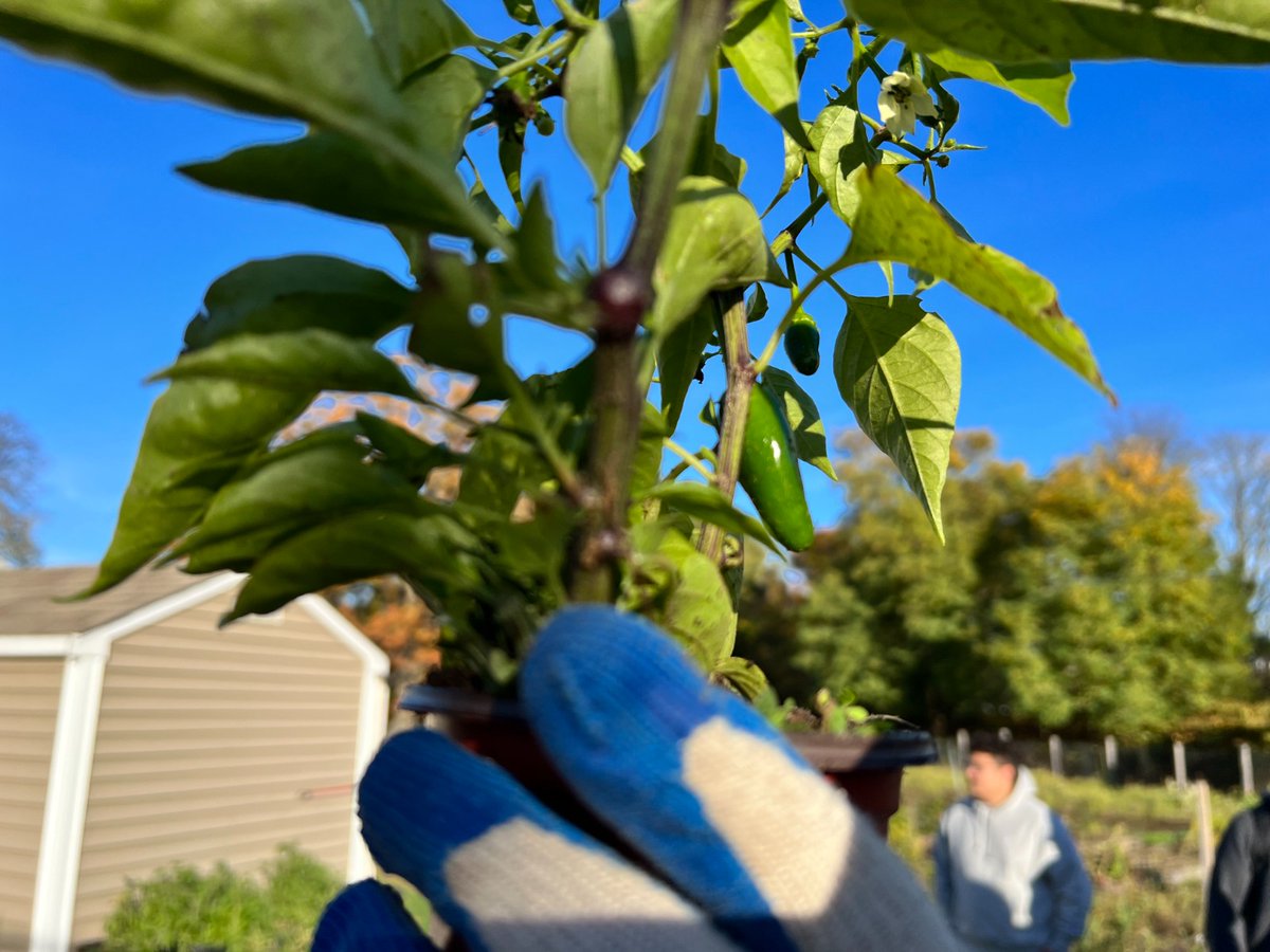 GndwkLawrence's tweet photo. We can't say it enough - volunteers make a critical difference at #CostelloFarm.

From summer to fall to winter, the growing cycle keeps going. Another #YearInTheLife of an urban farm.
#GroundworkLawrence https://t.co/1byzgpdOLh