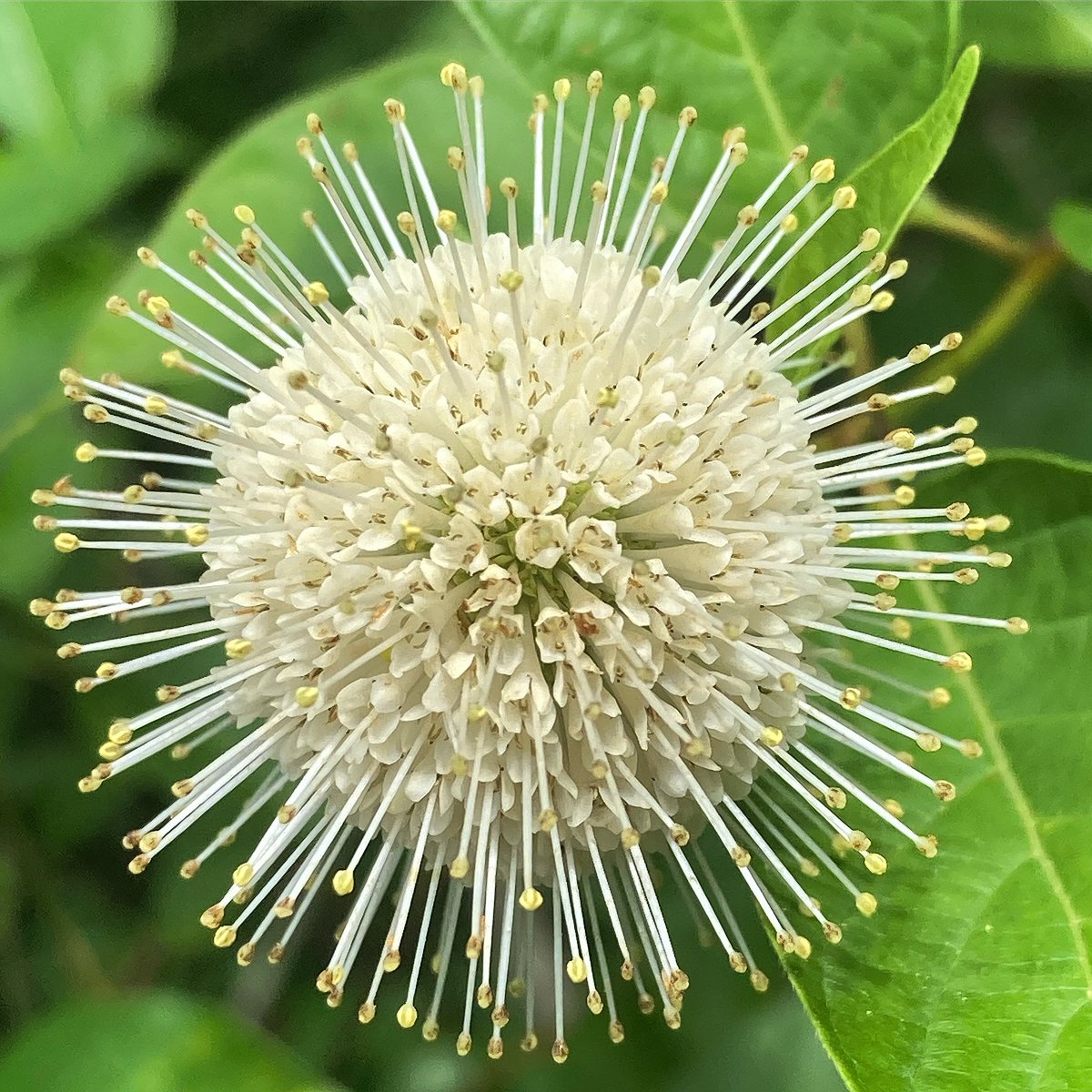 botanyscholar's tweet photo. Throwback Thursday: Cephalanthus occidentalis
Photo taken at @GreatSwampNJ 📸 #throwbackthursday #flowers #flowerphotography #buttonbush #cephalanthusoccidentalis #rubiaceae #macro #macrophotography #newjersey #morriscountynj #botanyscholar https://t.co/WmbFGSdKI8
