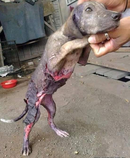 Ganette20's tweet photo. #stopyulin2023
#Chine #China
@AmbassadeChine
@francetvchine
@France_en_Chine
Horreur absolue, stop 🔴🔴🔴🔴🔴🔴🔴🔴🔴🔴🔴🔴🔴🔴 https://t.co/ud5Ty052hR