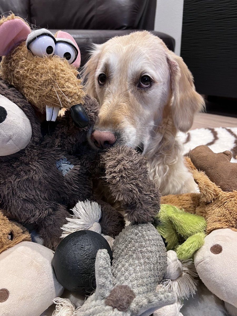 TinkeAndBalou's tweet photo. No, I don't have a problem with toys.
Only without them. 🤣 
#Tinke https://t.co/0JbXjTgoy0