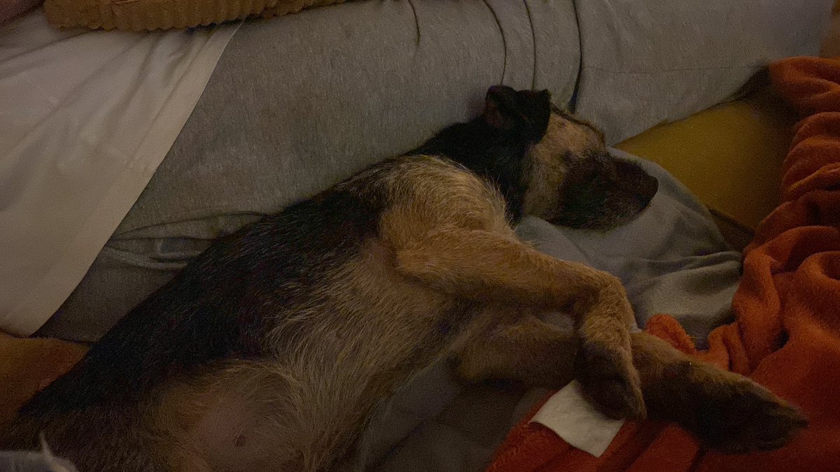 ted_bramble's tweet photo. #BTPosse hoomum has run me off me pawses agin. Time for sleepiz. 💤 https://t.co/hNIMw15HfQ