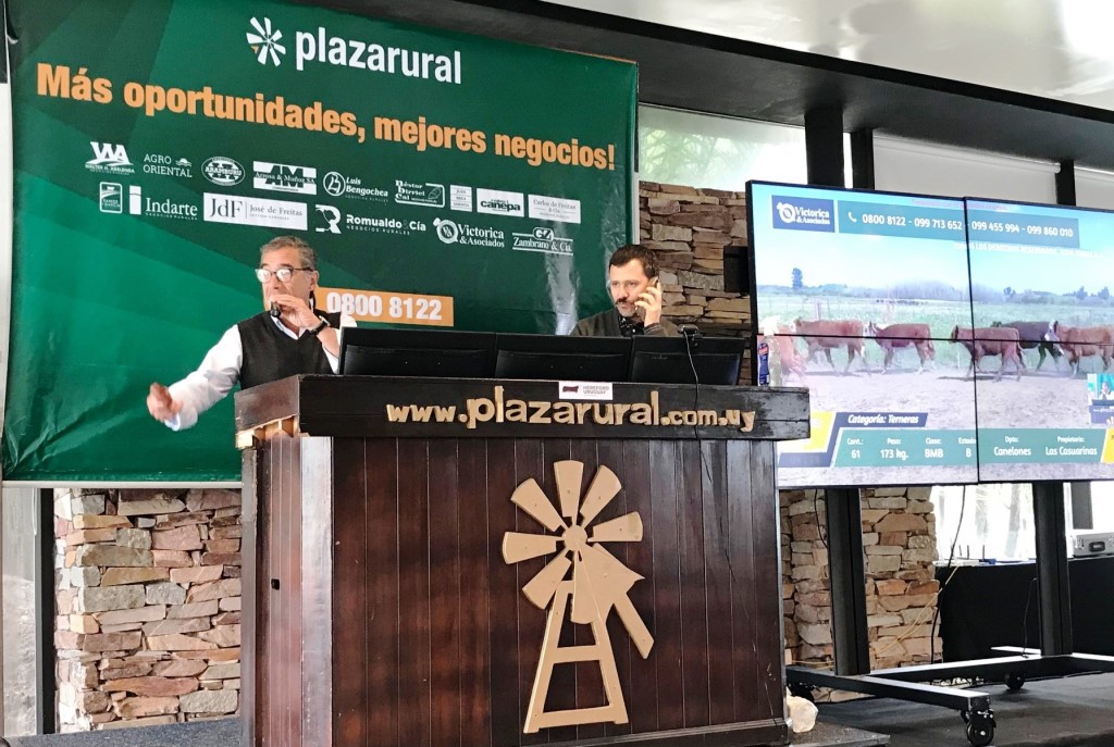 El remate 257 de <a href="/plazarural/">plazarural</a> finalizó con una colocación del 96% y, en jornada donde las operaciones cobraron mayor fluidez, se vendieron 4.795 cabezas.
losagronegocios.com.uy/remates/plaza-…