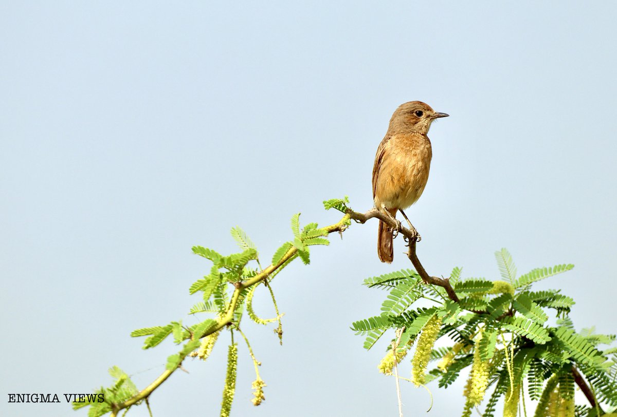 Brown Rock Chat/Indian Chat
(Oenanthe fusca)
.
.
.
#wildlife #wildlifephotography #indianbirds #indianchat #birds #canonphotography #enigmaviews