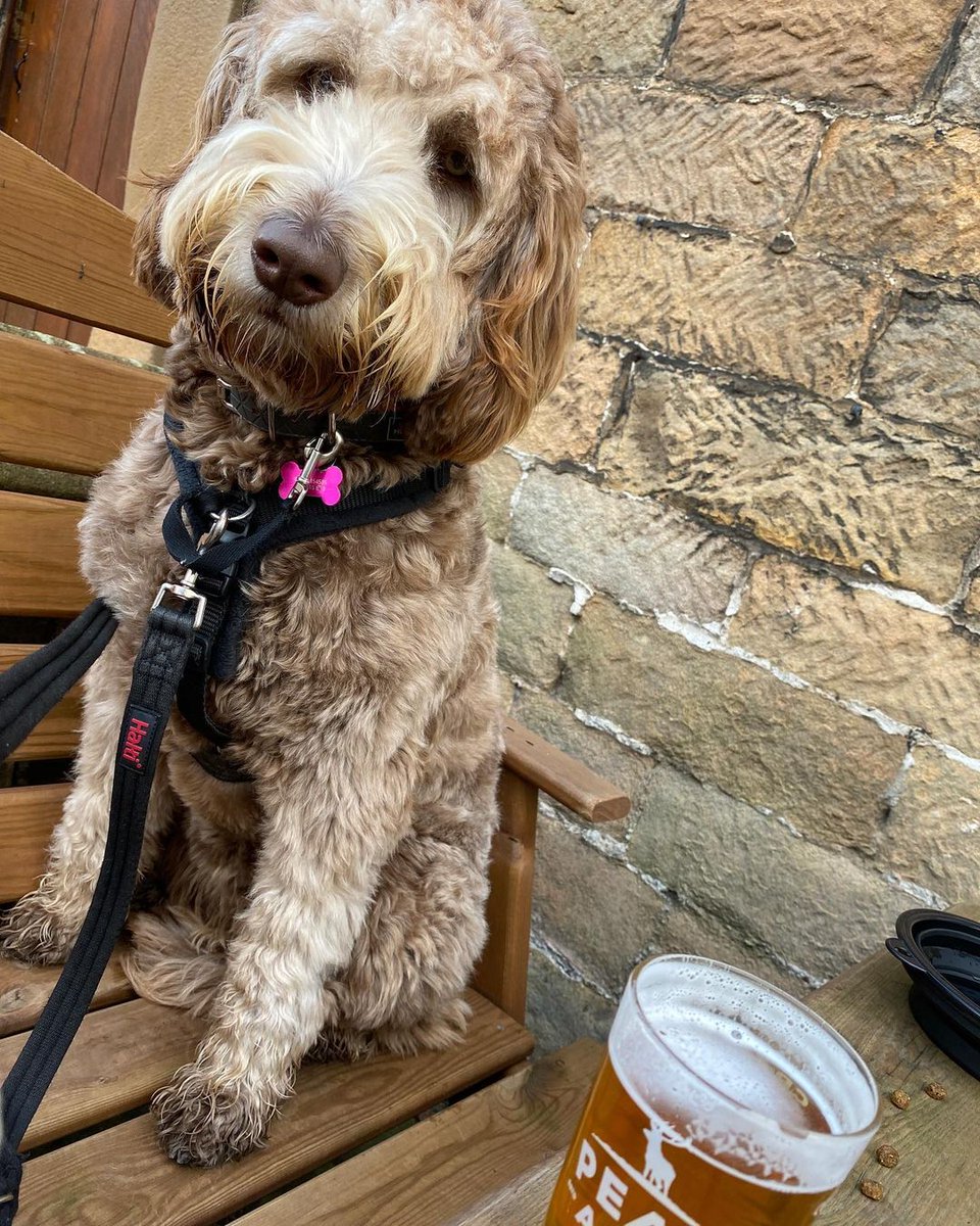 Dog + pint = happiness. Sometimes it's the simple things in life. loom.ly/JE60UhI #DogsWelcome #PeakDistrict #GreatInnsOfEngland