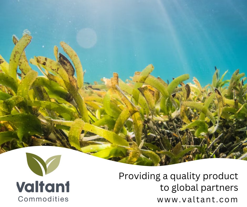 Valtant1's tweet photo. Micronutrients are found in the soil where plants grow but may well be lacking due to mass production or over-farming
https://t.co/KBtOmFhqbX

#ecosystem #biodiversity #mineralfertiliser  #boron #chlorine #copper #iron #manganese #molybdenum #zinc #soil  #soilhealth https://t.co/mVJheDnLyW