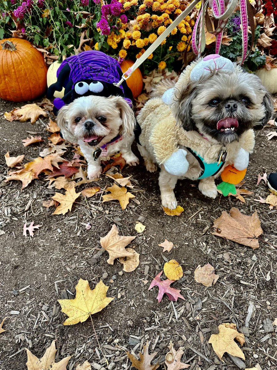 Here we are at Woof Walk for Halloween. #woofwalk #stanhywet #shihtzu #shihtusoftwitter #dogsoftwitter #DogsOnTwitter