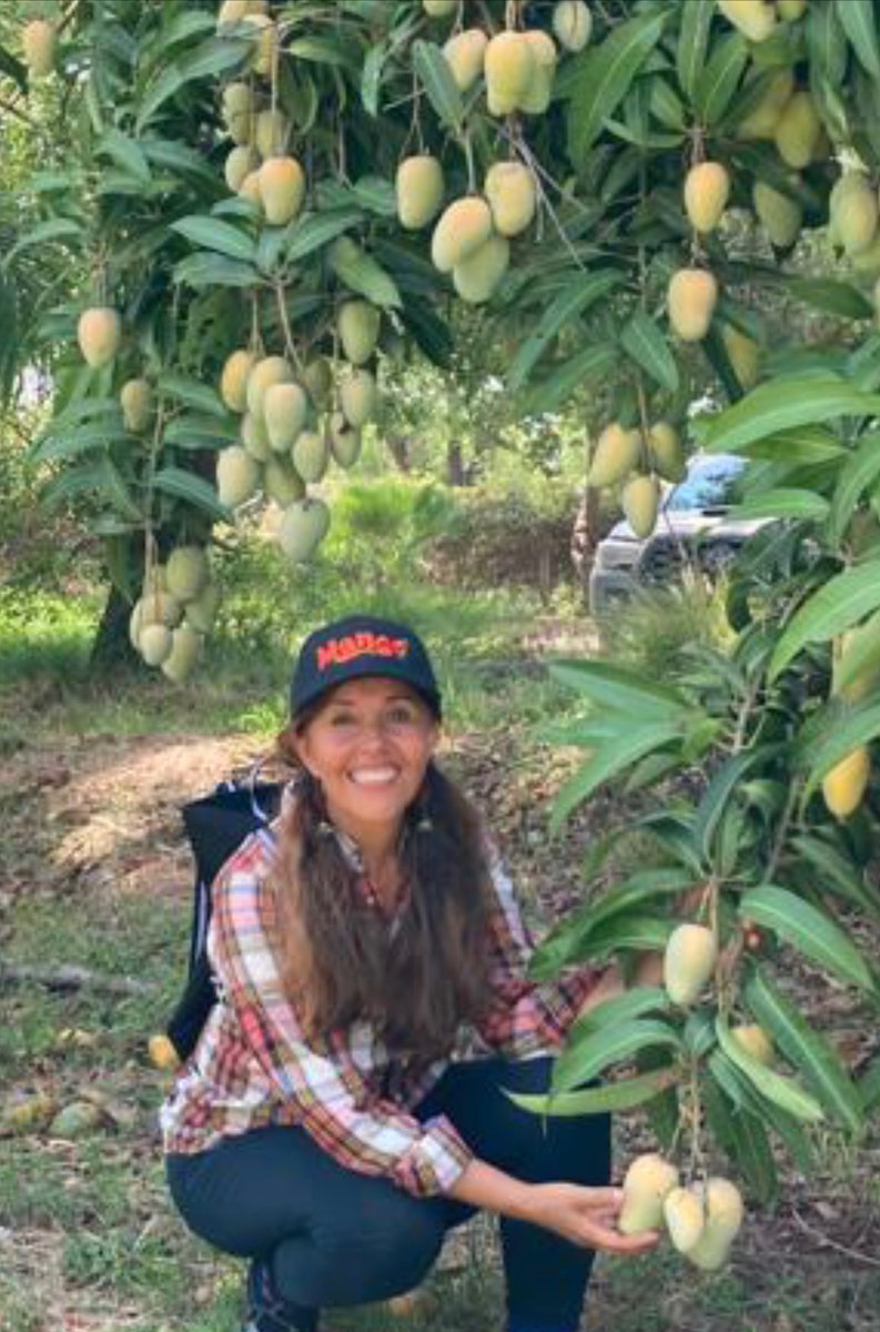 Floridamangos's tweet photo. The lemon and mango congress will be held today.

The Mexican government is organizing this event where 33 municipalities in Veracruz and 46 municipalities in Oaxaca, the Isthmus of Tehuantepec is the gateway to south-southeast Mexico and the narrowest strip of the country! https://t.co/cWlzAy5OuB