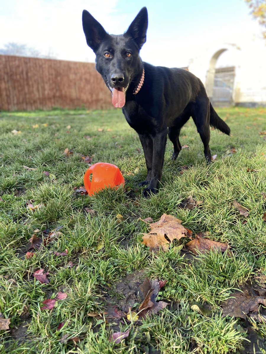 gsrescueelite's tweet photo. Bobbie is 2yrs old and she is a sweet and friendly girl who came to us via the pound, Bobbie can live with older kids and has walked well with other #dogs 
#GermanShepherd #Cheshire 
https://t.co/11y4PSostF https://t.co/gd53M6uQmZ