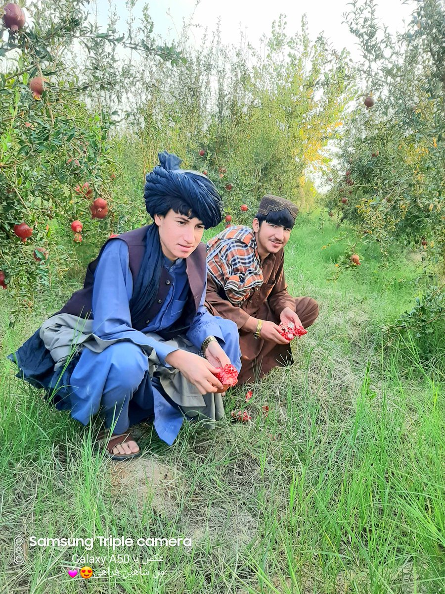 AmartyMy's tweet photo. مازدیگری انځور
خکلی باغ 
نیمروزی
انار
❤ https://t.co/yAFFoAb7b3