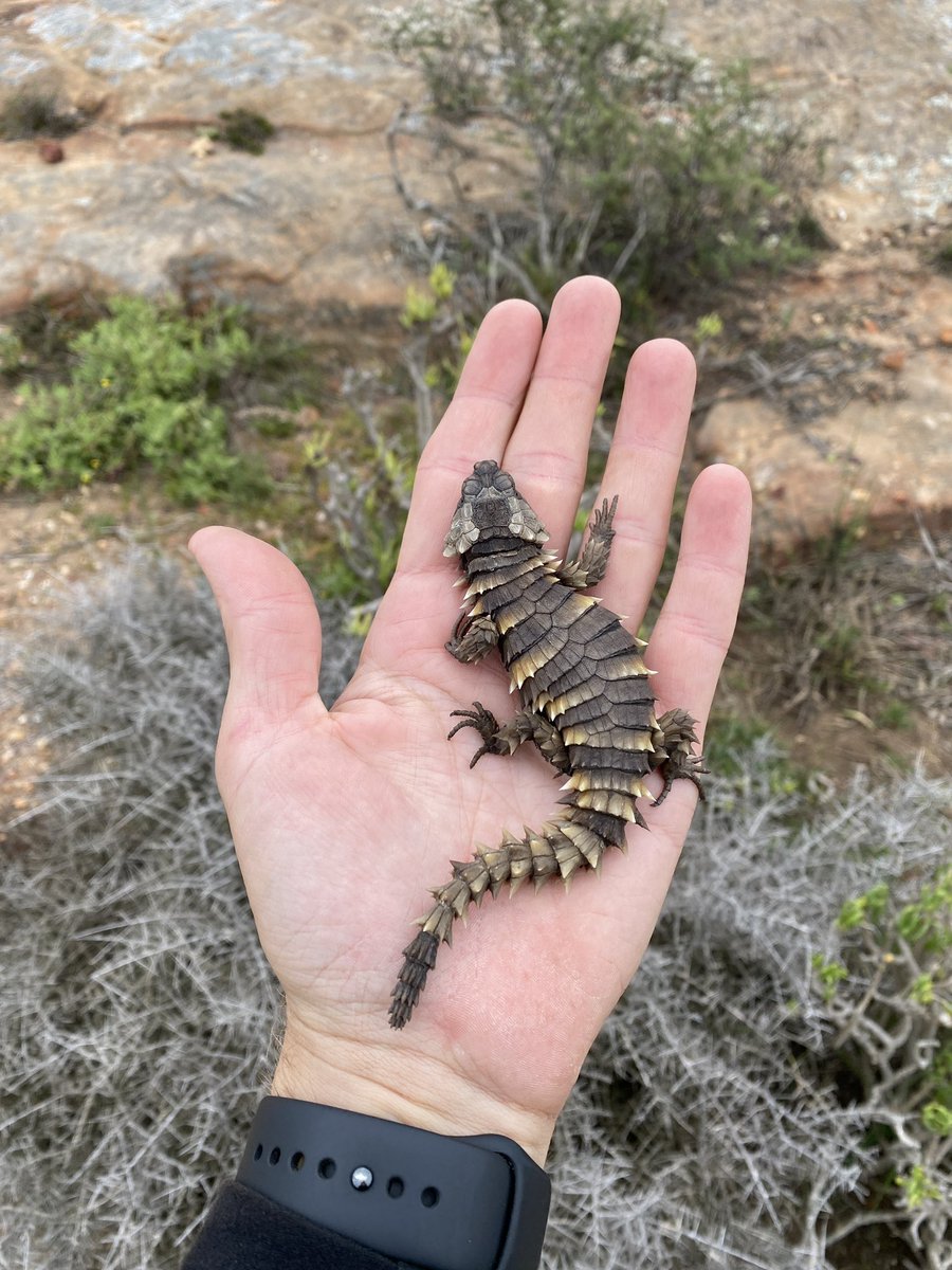 Tyrone Ping tweet media