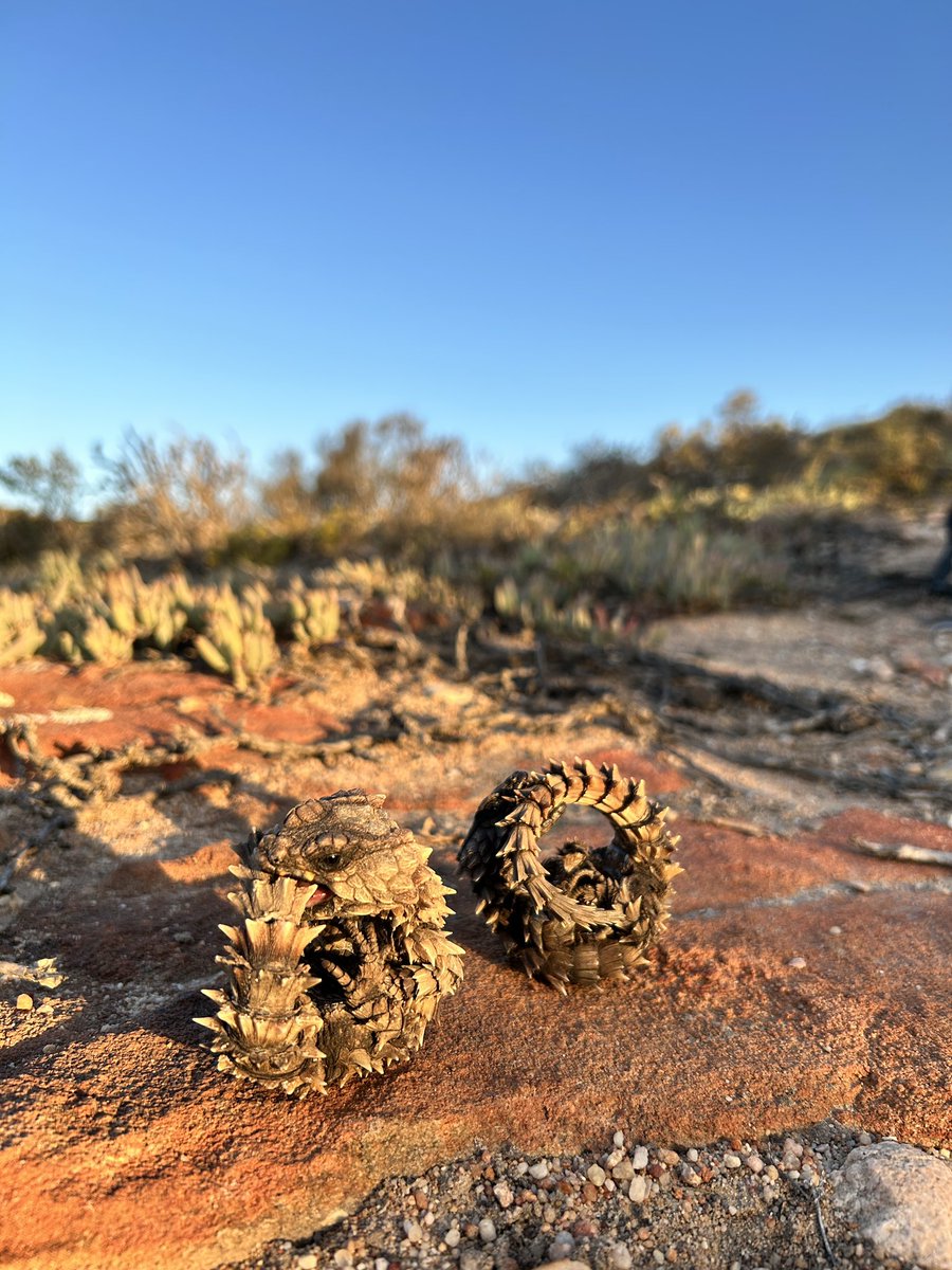 Tyrone Ping tweet media