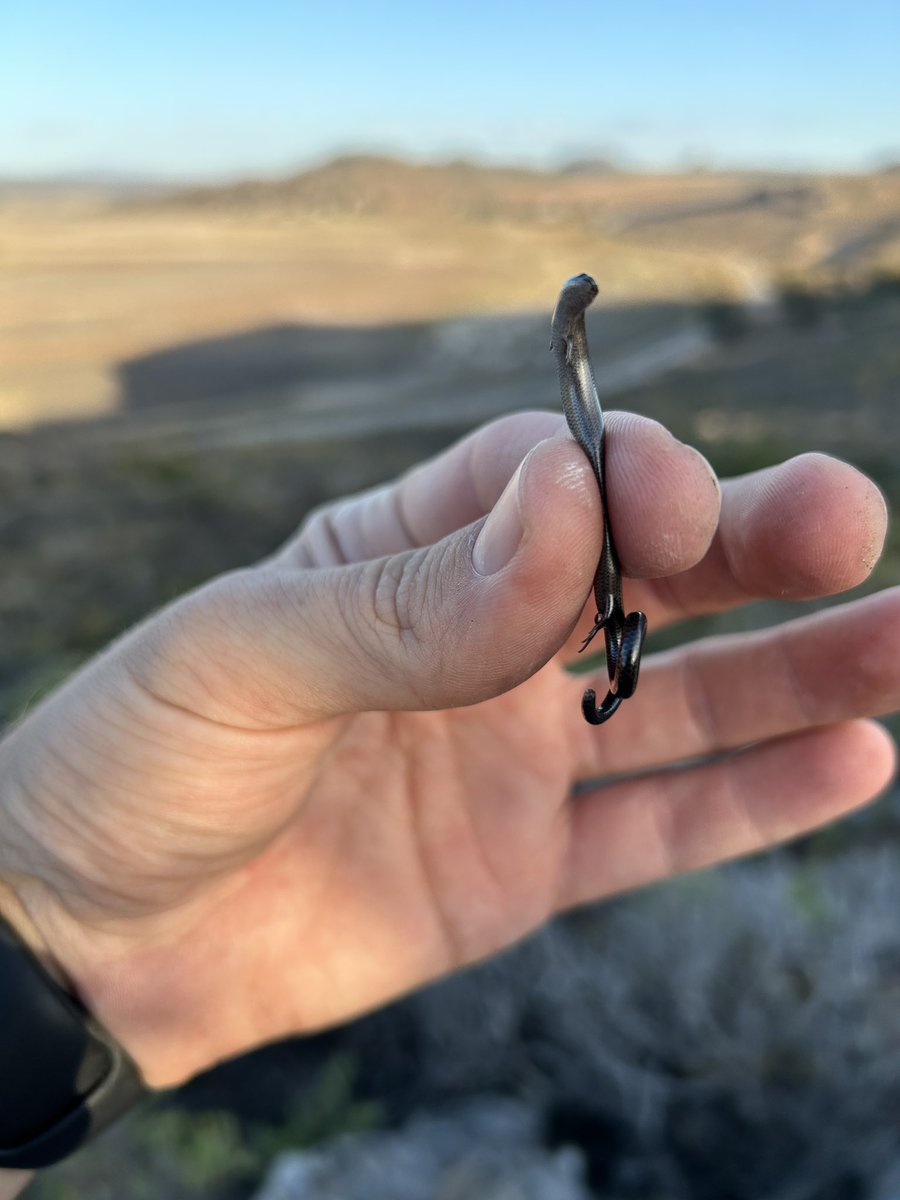 Tyrone Ping tweet media