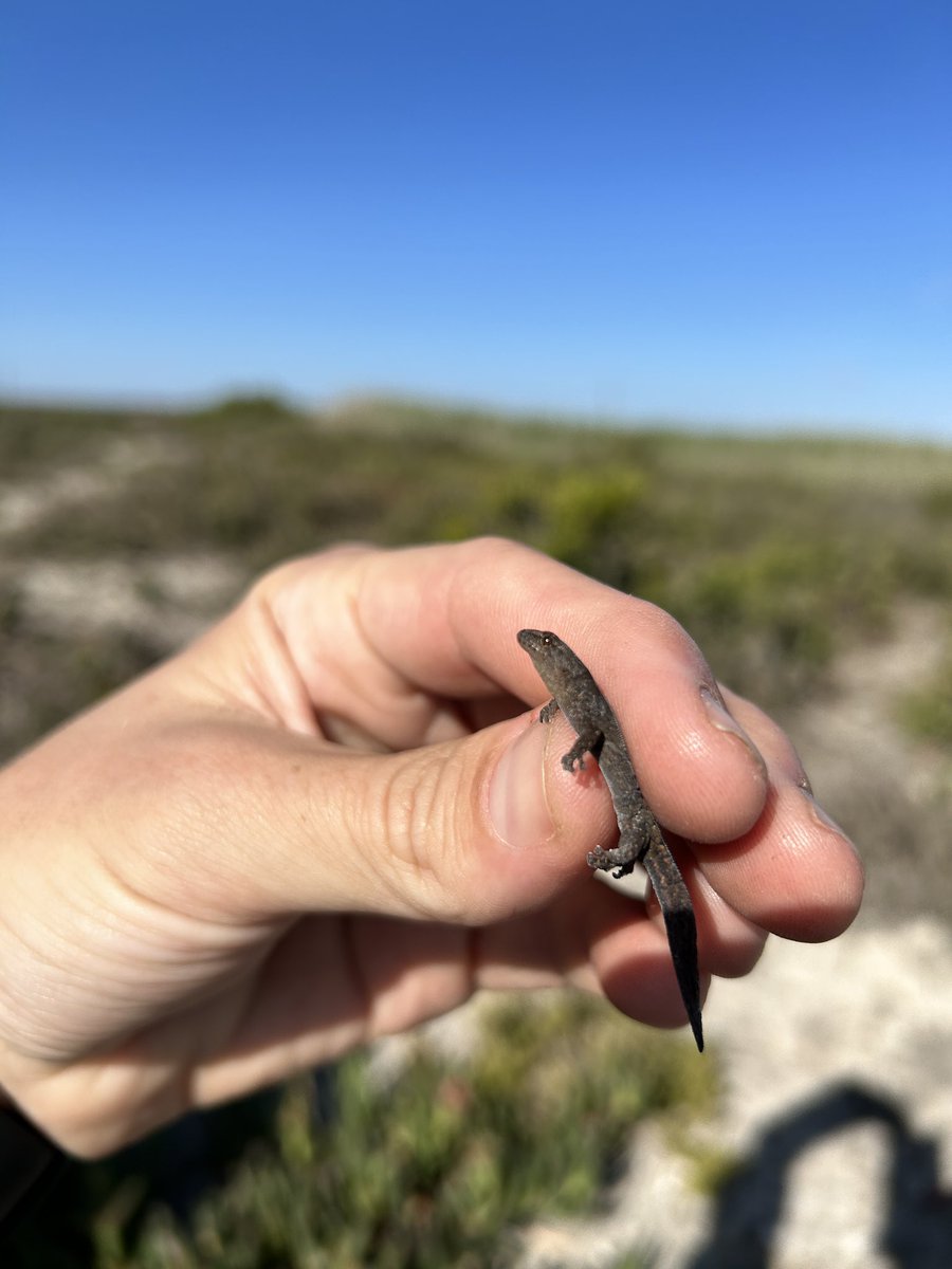 Tyrone Ping tweet media