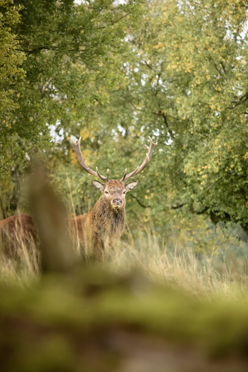 Wild Welsh Red Stag.

#wales #breconbeacons #wildlifephotography #wildlifephotographer #nikon #deer #reddeer #wilddeer