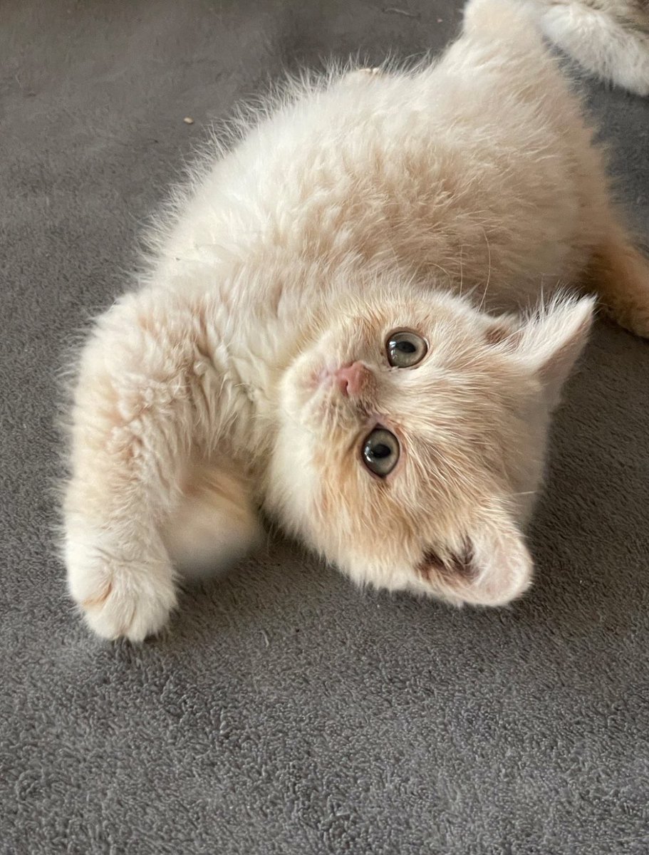 dilara ✰ tweet media