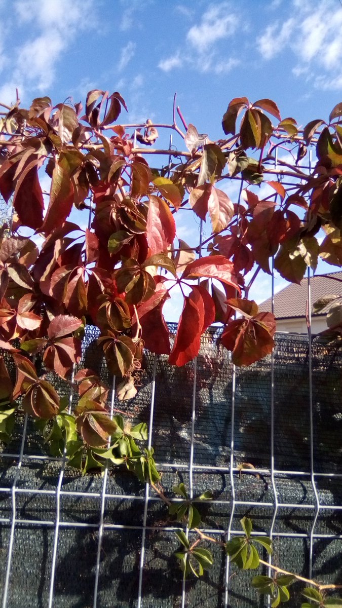 vasy13ionela's tweet photo. #20221114 , #ivy , #leaves , #fallingleaves , #rustyleaves , #rusty , #green , #sky , #blue , #sunnyday , #autumn , #fall , #nature #π± #πΈ #π· #π #π #π #βοΈ #π https://t.co/N0THhaoSBX