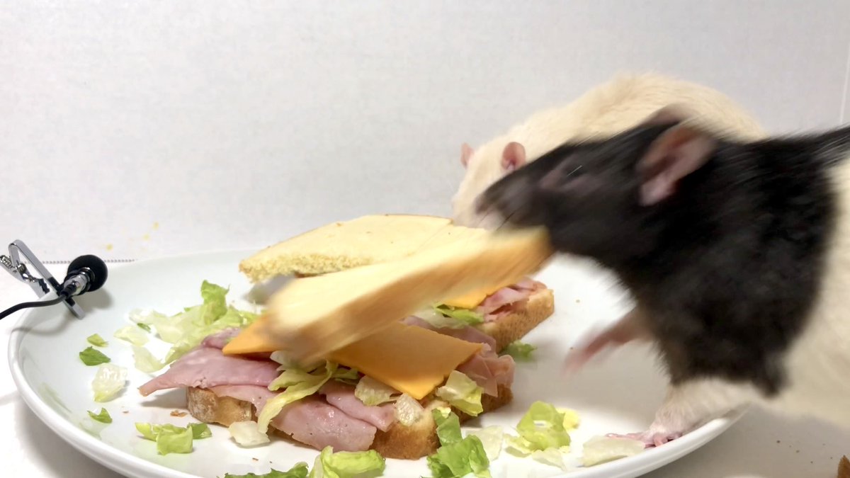 LegalizeRats's tweet photo. Theo makes a ham sandwich https://t.co/OxMLL81r9R