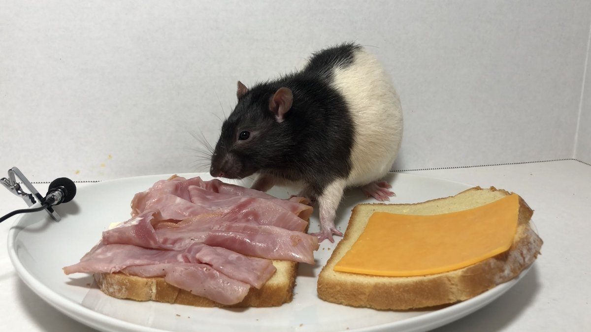 LegalizeRats's tweet photo. Theo makes a ham sandwich https://t.co/OxMLL81r9R
