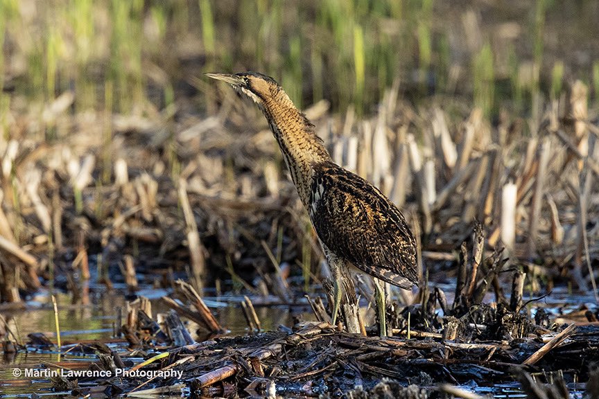Just spent a great day at Leighton Moss capturing an image of this Bittern which can now be ticked off my bucket list - check out my blog post on the day martinlawrencephotography.com/articles-and-b… #birds #bittern #rspb #NaturePhotography #ukbirds